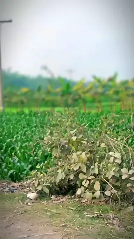 যাকে একটি পলক না দেখে  থাকতে পারতাম না তাকে আজ বহুদিন ধরে দেখি নাই #foryou #foryoupage #viral #tending #new #video #bangladesh #social_media  @😽Tom & Jerry😽 @TikTok Bangladesh @Ƒoℓℓow ᴹ͢͢͢e ᴛᴀϻi̶̶ϻ 