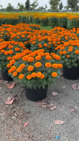 #vanthorongvang #vanthof1 #hoavantho #hoavanthof1 #hoavanthotet #vanthotet2024 #xuhuong 