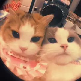 ✨💞 #fyp #viral #foryou #trending #maybe #xyzbca #pic #from #pinterest 