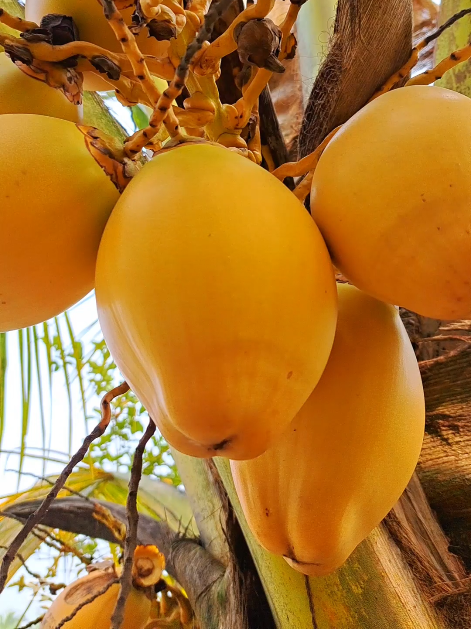Vietnam yellow coconut pealing style #asmrsounds #satisfying #foryou #tiktokviral #coconut @RakiB_GaZi 