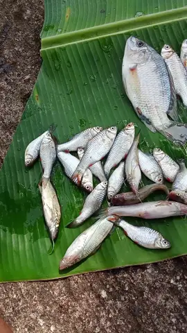 bahan sw mu cahh 🤩#castingfishing🎣 #mancingikan #wadermania #nila #waderbalap #mancingasik #spotidamanparaangler #mancingliar #boncossssss😁😂😂 #boncos 