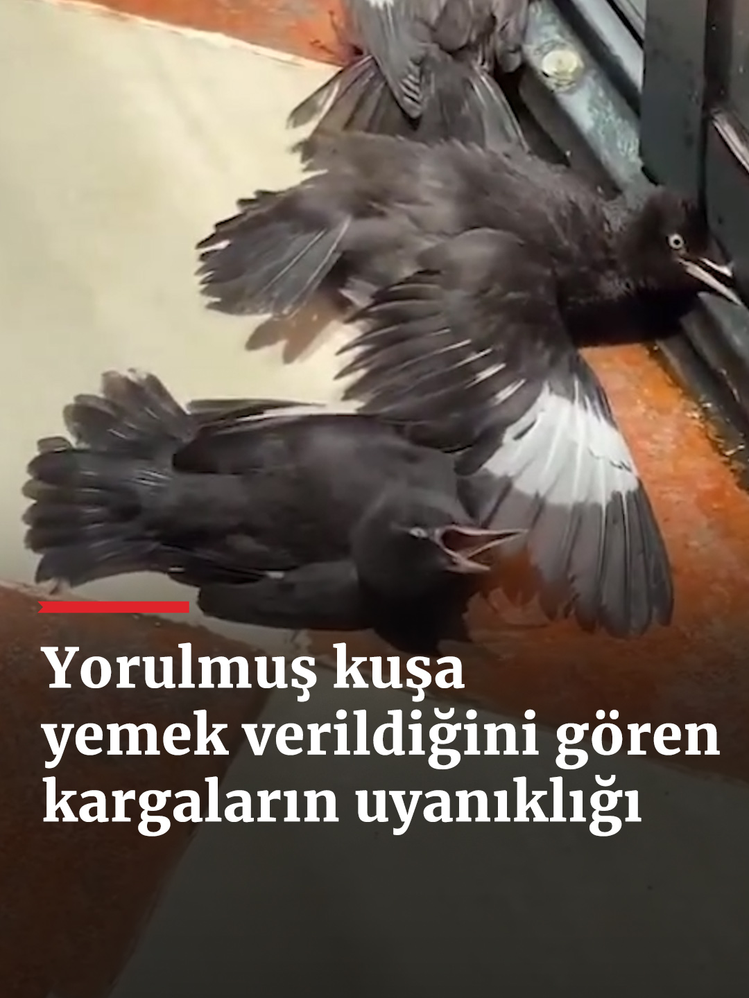 Uyanık kargalar, bitkin düşmüş bir kuşa yemek verildiğini görünce yorgun numarası yaptı. #fypp #viralvideo