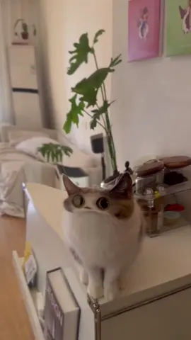 Meow, meow#fyp #catsoftiktok #cats #cute #kucing #cutecat #funnyvideos #funny #kitty #pet #catlover #funny 