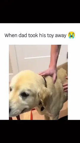 Funny dogs compilation #funnydog #funnypet #cutedog #dogsoftiktok #doglover #dog 