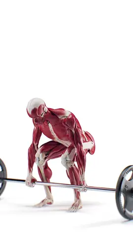 🏋️‍♂️ Deadlift Done Right 🏋️‍♂️ Our revised 3D animation, created with fitness expert Steve Theunissen, shows every muscle in motion during the perfect deadlift. Watch and learn! #Deadlift #FitnessAnatomy #MedicalAnimation #EduTikTok #med #biomechanics #Fitness #workout #muscle #pt #physio #sciart #anatomy #medstudent #animation #vray #autodesk #3d