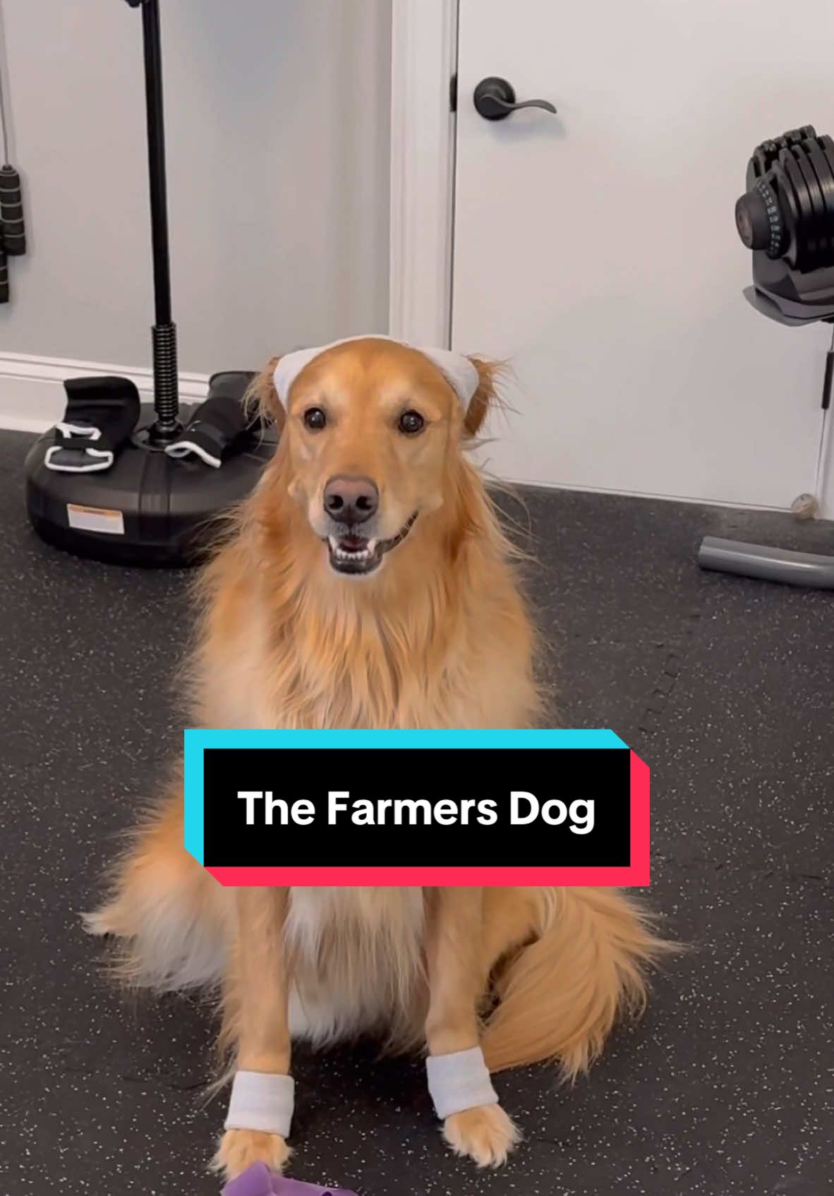 Teddy’s secret to staying in shape? Healthy, fresh, and pre-portioned meals from @The Farmer’s Dog . I love it because I can feel good knowing he’s eating real, wholesome ingredients made just for him. Teddy loves it because it tastes amazing! He’s shed the extra fluff and is thriving at his ideal weight. Nothing’s too good for my best friend—inside and out. #TheFarmersDog #TFDPartner