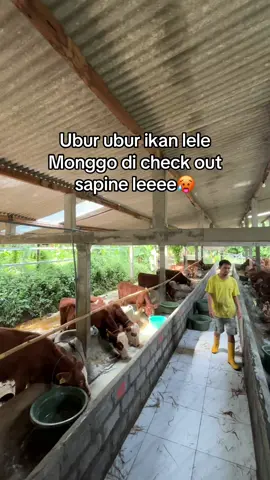 Mau cari bakalan? Adaa ... cari buat qurban?? Jugaa adaa... tinggal pilih ajaa apa yang sobat GSK butuhinn, jangan lupa chat admin nomornya ada di link bio yaa😚 — GSK Farm konsultan peternakan terbaik bukan dari kata-kata melainkan realita✨ #gskfarm #peternak #peternakmudaindonesia #peternakmilenial  #fyp #fypp #fyppppppppppppppppppppppp #fypシ゚viral #jombang #jombangtiktok #erspo #jersey #uburuburikanlele #jombang24jam #tiktok #fyp  #kreasiunikdesa #jombanghits #jawatimur #jawatimurpride #jawa #kreasiunikdesa 