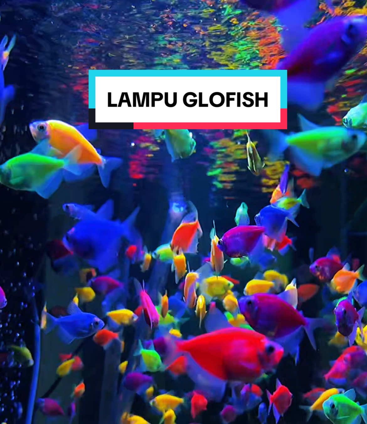 Masih bngung mau pakai lampu apa untuk ikan glofish?? Pakai lampu ini gak bakalan nyesel