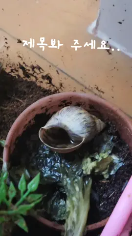 이거 달팽이 죽은거에요????아움직이고 악취냄새도 나고 그래요 물기도차있고 밥도안먹고 죽은거같아요ㅜㅜ