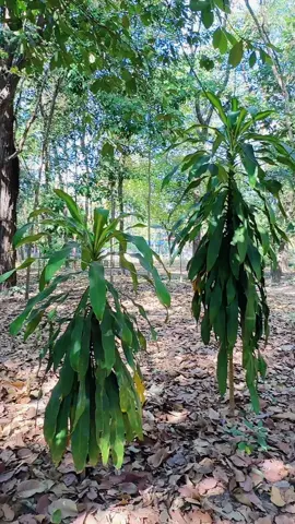 สงบเงียบเรียบง่ายแบบธรรมชาติ #วัดป่าหนองมะยอด 