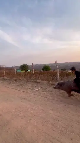 Would you try pig riding? #imjustbait #trending 