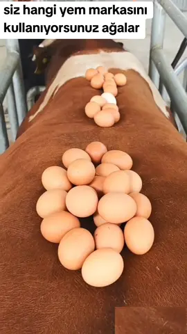 varsa daha iyisi düete beklerim #besi #maşallah #emek #kalite #özaslanbesi #simental #boga #ciftlik #paşa #maşallah #keşfetteyizzz #keşfetengelimikaldır 