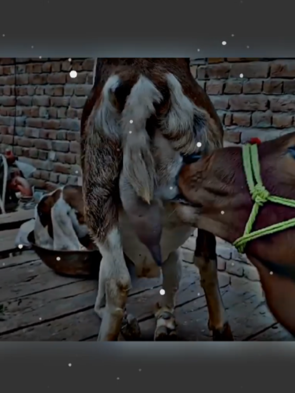#farm#pferd #bauernhof #plztiktokteamdontuderwiewmyvideohorsebreeding#onlineforyoubreeding#foryougrowmyaccounttiktokgovairal  #Meeting ​ #Horse ​ #Animal ​ #Breeds ​#Bull ​ #တြးၿပီးမင္ပChampionMurrahHorseBigHorseandbidbreedingwhitecrossbreeding$perbreeding #expensivebreeding #breeding #meeting #fyp #jessicahorsevlog #pinkhorsebreeding #whitehorsebreeding 
