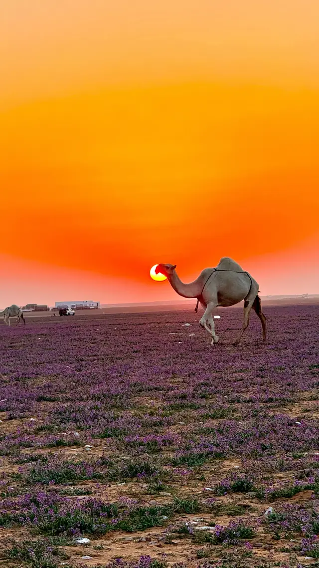 #الابل #صور #اكسبلور #هواي 