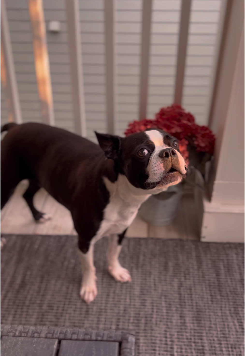 Front row tickets to the howl of the century 🎵 #Bostonterrier #bostonterrierlove #bigbostonterrier #bigboston #bostonterriers #bostonterrierlife #bostonterriersofinstagram #bostonterriervibe #viral #viraldogs #cutedog #rescuedog #dogsofinstagram #dogoftheday #funnydogs #viralreels #bostonterriervibe #bostonterrier_feature #fpy #foryou #foryoupage #mulliganthebostonterrier #funnyanimals #dogs #cuteanimals