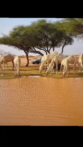 كلمات احمد الكسر النسي #ابوعسكر🎼🎤_مارب_صنعاء_الجوف_شبوة #دعمكم_لايك_ومتابعه_واكسبلور_حته_استمر 