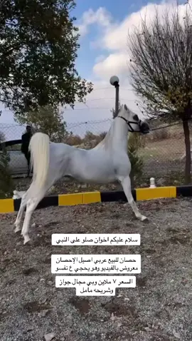 #موصل_سوق_الخيول #خيل_وخياله🐎 #خيل_للبيع #وبيعه_ديار_شمر_ 