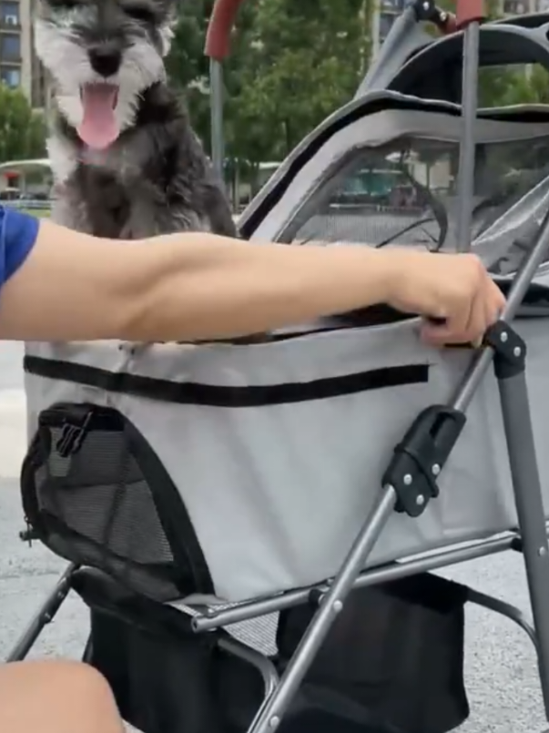 #pets #gatosgraciosos #animal #cachorrosdotiktok  🔥 Link disponível na bio 