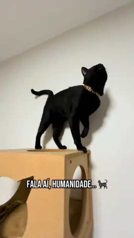 Fala aí, humanidade… 🐈‍⬛ Hoje foi dia de levar a Tata fazer um check up de saúde na clínica veterinária 🩺💉 Mas acabou se tornando uma aventura bem divertida pra mim hihi 😹🙈 #gatocego #gatocegoefeliz #gatocegobrincando #gatopreto #gatosiames #veterinaria #gatosfofos 🐾