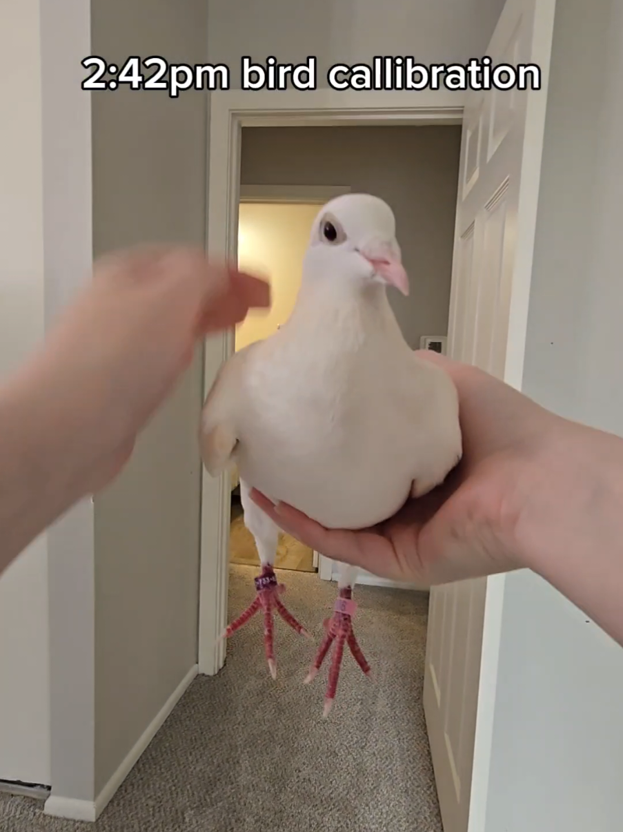 discord server... For... Pigeons. Bio 👁️ Side note I've been avoiding posting callibrations lately because I feel like they aren't creative, but I'm 400 followers away from 100k so I just wanna push something out to get there :3 #pigeon #dove #bird #petpigeon #pigeonsaspets #pigeonsoftiktok #birdsoftiktok #pinkpigeon #pink 