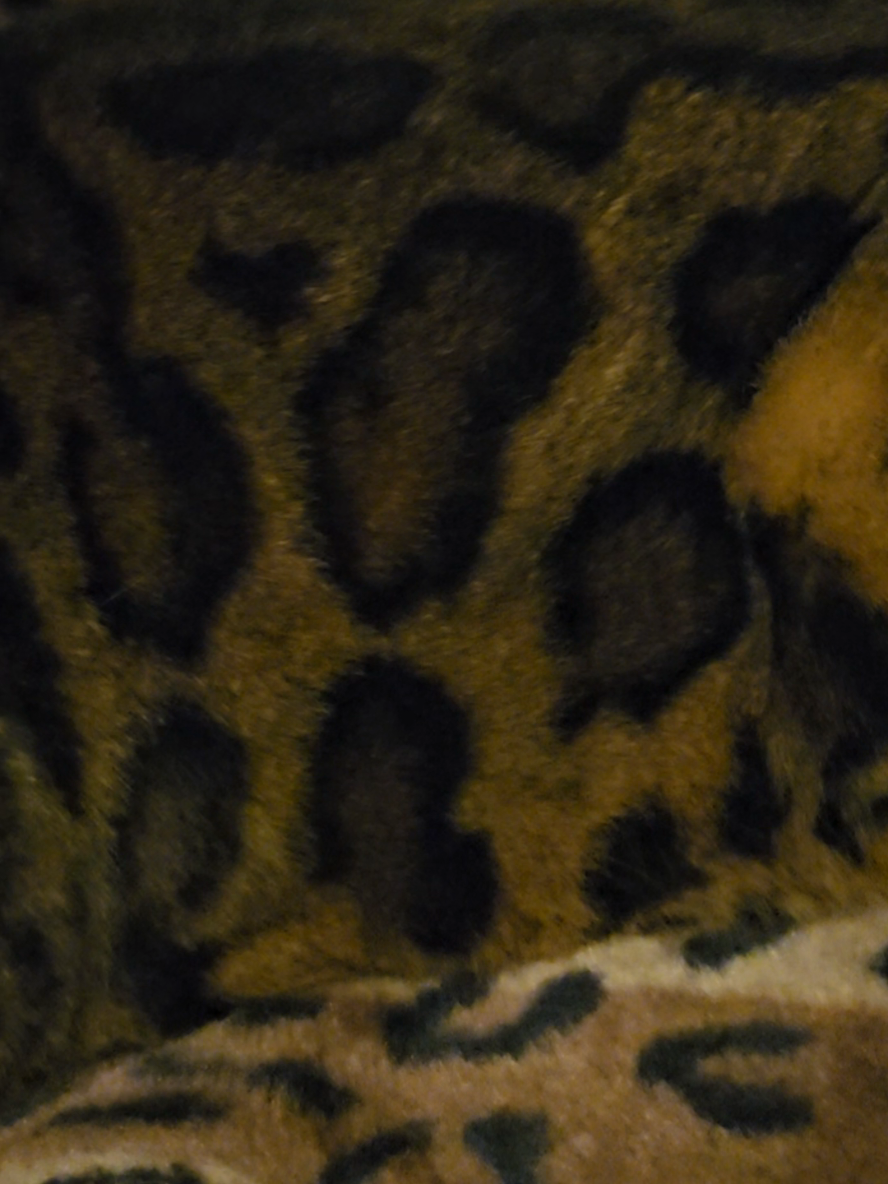 Camouflaged cat 😂 #cat #bengalcat #meme #fyp #camouflage 