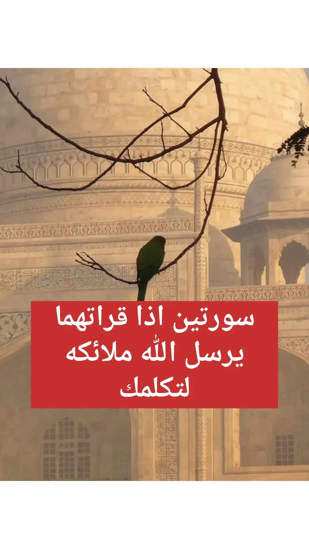 #سوره اذا قرأتهما يرسل الله ملائكه لتكلمك#قران_كريم #قران #صلوا_على_رسول_الله #صلو_على_رسول_الله_صل_الله_عليه_وسلم #صلوا_على_رسول_الله🤲🕋 #اللهم_صلي_على_نبينا_محمد #اللهم_صل_وسلم_على_نبينا_محمد #اللهم_صل_على_محمد_وآل_محمد #اذكروا_الله #الصلاة_والسلام_عليك_ياحبيبي_يارسول_الله #الصلاة_على_النبى #صلي_علي_النبي #illu #pourtoi #LearnOnTikTok #movie #neiperte #humor #dúo #goviral #edit #work #quran 