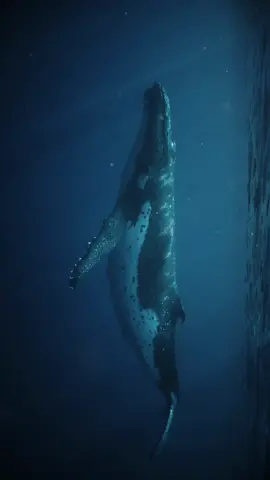 Горбатый кит 🐋 Горбатые киты известны своими потрясающими прыжками из воды. Они могут выпрыгивать из воды на высоту до 15 метров при весе 30 тонн. Это впечатляющее зрелище, которое привлекает внимание наблюдателей. #кит #океан #факты #интересное 
