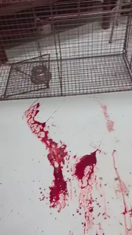 🚨We received an urgent call for help. A dog was rushed into a municipal shelter after being found with a severe injury to her tail.  The shelter sent out a plea for help that they are unable to get the bleeding under control, and without immediate assistance, they fear she will bleed out. We jumped into action and rushed Gemma to the emergency hospital.  Gemma is one of three dogs abandoned on a property after the owner moved out. They have been on their own for months! This horrendous act of cruelty makes us sick to our stomachs. Animal control was alerted and has been trying to capture them for weeks. Two dogs remain on the loose, and ACO is working diligently to get them to safety We will update you as soon as we can on Gemma’s condition. ➡️ - HOW TO DONATE ;  ➡️ - PAYPAL - DONATION LINK IS IN BIO ‼️🚨