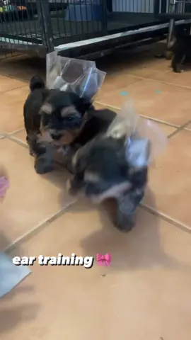 Official page Yorkie dogs 🐕💓 FaceTime open! Daily updates  Vaccinated & Dewormed & papers  #yorkie #yorkiesoftiktok #yorkiemom #yorkies #yorkielover #yorkiepuppy #yorkielife #yorkiepoo #yorkielovers #yorkielove #miniyorkie #miniyorkies #miniyorkiesofinstagram #miniyorkiepoo #miniyorkiegirl #miniyorkiesoftiktok #miniyorkiecors #miniyorkieboy #miniyorkiebreeder #toyyorkiepoo #toyyorkiesoftiktok #toyyorkiesofinstagram #toyyorkiebaby #toyyorkies #toyyorkieshireterrier #toyyorkiepuppy #toyyorkielife #teacupyorkiepuppies #teacupyorkiesforsale #teacupyorkiesoftiktok #teacupyorkiepoodle #teacupyorkiepoo #teacupyorkiepuppy #teacupyorkiesofinstagram #teacupyorkiepuppiesforsal #teacupyorkiepuppiesfors #teacupyorkiepuppyforsale #yorkieforrehoming #yorkieforsaleph #yorkieforever #yorkieforadoption #yorkieforlife #yorkieforsaleingeorgia #yorkieforyou #yorkieforadopt #yorkiefortiktok #teacupdogs #teacupdog #teacupyorkie #teacuppuppy #teacups #yorkipoosofinstagram #yorkipoos #yorkiepoodle #yorkieshireterrier #yorkieshitzu #yorkieshireterr #yorkieshirelove #yorkieshireterrierpuppy #yorkieshire #blackyorkie #yorkiepooforsale #yorkiepuppiesforsaleintexas #yorkiepuppiesforsaleingeorgia #yorkiepuppiesforsalecalifornia #yorkiepuppiesforsaleinpa #yorkiepuppieschicago #yorkiepuppiesforsalelasvegas #yorkiepuppiesforadoptioninalabama #yorkiepuppiesforadoption #yorkiepuppiesforsalenewyork #yorkieusa #yorkieforsalemaryland #yorkieforsaleatlanta #yorkieforsaleflorida #yorkieforsaleincalifornia #yorkieforsalega #yorkieforsalenj #fyp #viralvideo #tiktok #dogsoftiktok #dogs #dogsvideo #dogsoftiktokviral #dogsofinstagram #puppiesforsaleusa #puppiesforsaleintexas #puppiesforsalecalifornia #puppiesforadoption #puppiesforsaleutah #puppiesforall #puppiesforsaleinillinois #puppiesforsaleingeorgia #loveyou #traveltiktok #teacuppuppiesforadoption #teacuppuppiesforsale82 #teacuppuppies #teacuppuppyplanet #dailyvlog #duckytheyorkie #yorkiepom #yorkiepuppyforsale #yorkieforadopt #merleyorkie #merleyorkies #merleyorkiesforsaleinnewengland #merleyorkiesforsale #forsalenow #forsale  #partiyorkie #partiyorkiesoftiktok #partiyorkiesofinstagram #partiyorkieadventures #partiyorkieluv #partiyorkies #partiyorkie♥️♥️ #partiyorkiemom #partiyorkiesforsale #partiyorkiepuppy #blackyorkie #blackyorkiepoo #duckytheyorkie #biewerterrier #bieweryorkie #bieweryorkshireterrier #biewersforsale #biewers #biewerpuppy #bieweryorkshire #biewergirl #biewerterrier💗💗💗 #biewerterrier #dorkie #dorkiedog #dorkieyorkie #dorkie #redyorkiepoo #jacksontheyorkie #tuckerthepartiyorkie #chocolateyorkie #chocolateyfamily #yorkie2023 #yorkie2021 #yorkie2022 #yorkiesoftiktok #toypoodlesoftiktok #toypoodlepuppy #toypoodle #mixyorkie #onthisday #rushtok #morkie #morkiesoftiktok #morkiepuppy #morkies #morkiemommy #morkiepoo #morkiepuppies #morkiemom #morkielove #morkiesquad #salestips #sale #yearontiktok #yorki #yorkiepooforsale        