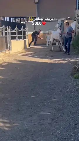 #مربط_الظاهر #خيل_اهلنا_شدت #خيل_وخياله🐎 #خيل #خيول #مصري #solo #ماشاءاللّٰه_سبحان_اللّٰه_💖 #ماشاءالله_تبارك_الله_اذكروا_الله #صلوا_على_رسول_الله 