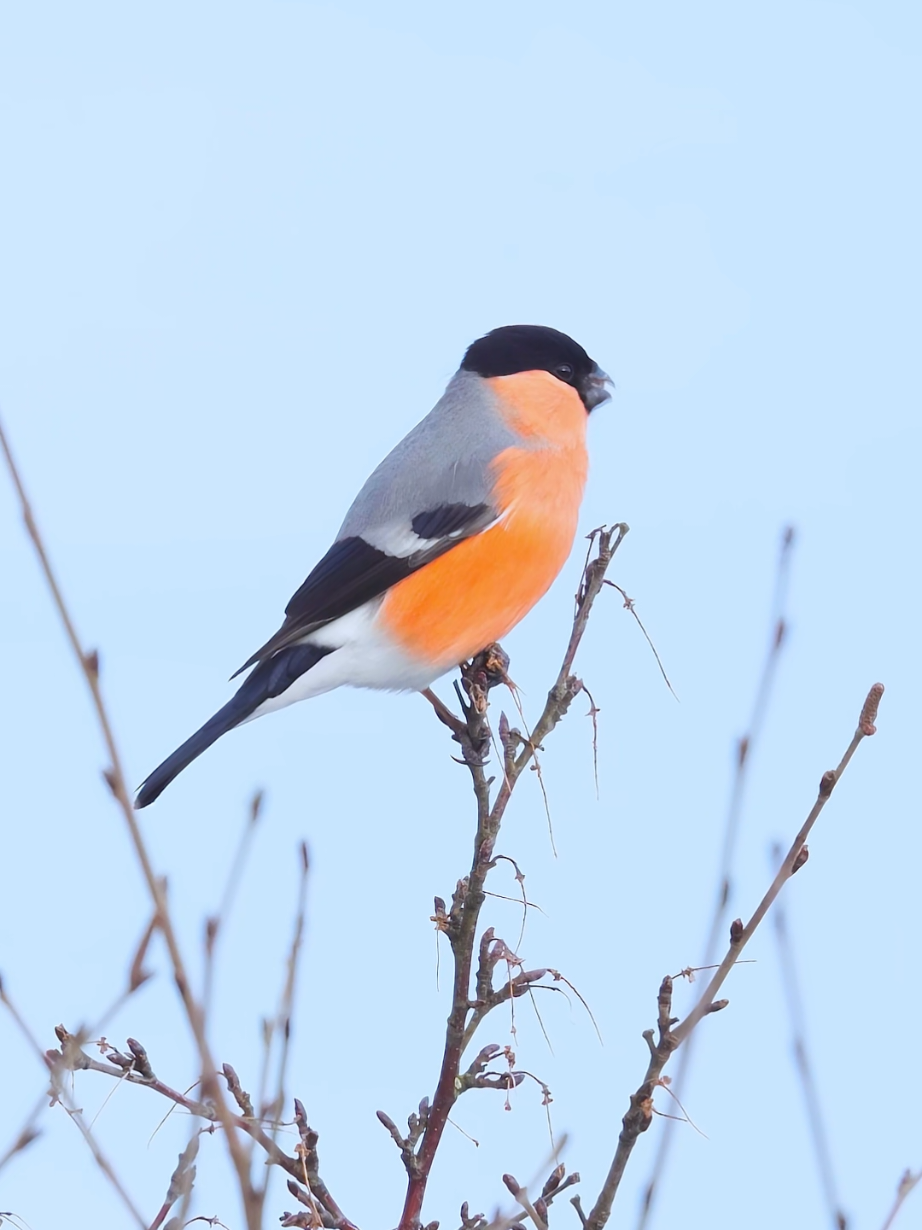 This belly color is nature's specially designed 'anti-collision warning light' for it. The Eurasian Bullfinch (Pyrrhula pyrrhula) is a small, stocky songbird known for its vibrant plumage and calm demeanor. Males are striking with their bright reddish-pink underparts, contrasting with a black cap, gray back, and black wings and tail. Females have a subtler coloration, featuring warm brownish underparts. Found across Europe, Asia, and parts of North Africa, these birds inhabit woodlands, hedgerows, and gardens, often moving in pairs or small groups. Their diet mainly consists of seeds, buds, and berries, occasionally damaging fruit trees by eating flower buds in spring. Bullfinches are quiet and shy, with soft, melancholic calls, making them a charming but discreet presence in the wild. #bullfinch #birds #DidYouKnow 