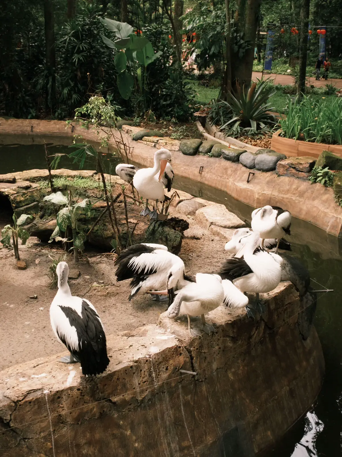 Strolling around in kebun binatang bandung with dazzcam💗 #dazzcam #aesthetic #bandung #bandungzoo #photography #fyp #fypシ #foryoupage #fyppppppppppppppppppppppp #dazz #dazzcamera #app #fypviralシ 