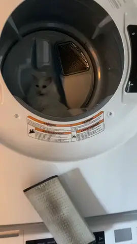 I love going in the dryer when it’s warm and that way I can leave fur in there to get on nice clean clothes 😂 #cat #catsoftiktok #lilly #kitty #silly #cute #cats #foryoupage #fyp #cutecat #fypシ #lazy #warm #dryer 