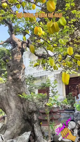 #Nhachaycanhđepthiênnhiên #Anhghepnghethuat #Hoa #xuhươngtiktok #giaitri #nhạctrữtìnhbolero #nhactamtrang #nhacthinhhanh 