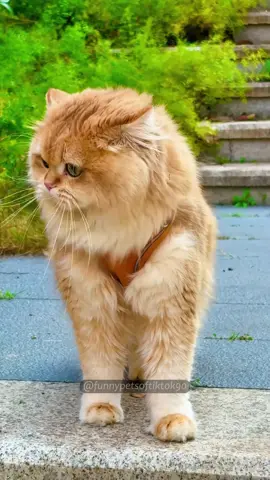 Meow Meow Meow 🐈👀#cat #cats #cutecat #catlover 