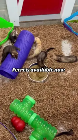 #Ferret #FerretTok #FerretLife #FurryFriends #CuteAnimals #AnimalsOfTikTok #PetsOfTikTok #PetsOfTikTok #FluffyFriends #FerretLove #PetLovers #AnimalTok #FurryBuddies #CuteAnimalsOfTikTok #Adorable #Petstagram #TikTokPets #FerretFun #FunnyAnimals	#AnimalLovers #SmallPets #InstaPets #PetInfluencer #PetVideo #PetsOfTikTok 