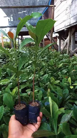 bibit kopi Robinson/liberika #bibitkopi #petanikopi #petanimilenial #trend 