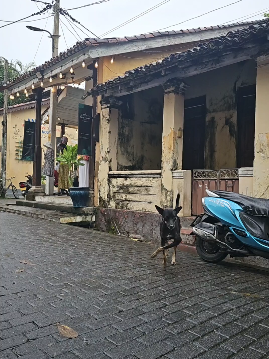Saving a street dog. Please read ❤️🙏🐕  Hello, my name is Louise. I am a passionate dog lover who's currently travelling in Sri Lanka. Whilst in Galle fort I came across this gorgeous boy who has a horrific broken leg. I managed to convince a tuk tuk driver to kindly drive me to Dog Care Clinic with the help of a local man and some difficult translation. Dog Care Clinic say he is a young dog, 2 years old and he has long suffered with this leg and has no other choice but to have it amputated with a long recovery ahead. I have named him Rupert. (Inspired by rupees!) I would like to raise as much as possible towards his surgery and to help out an amazing charity that work tirelessly to improve the lives of street dogs in Sri Lanka.  Any amount helps and is truly appreciated. Thankyou!! ❤️ https://www.gofundme.com/f/ruperts-amputation  #srilanka #srilankatiktok Saving a street dog. Please read. Hello, my name is Louise. I am a passionate dog lover who's currently travelling in Sri Lanka. Whilst in Galle fort I came across this gorgeous boy who has a horrific broken leg. I managed to convince a tuk tuk driver to kindly drive me to Dog Care Clinic with the help of a local man and some difficult translation. Dog Care Clinic say he is a young dog, 2 years old and he has long suffered with this leg and has no other choice but to have it amputated with a long recovery ahead. I have named him Rupert. (Inspired by rupees!) I would like to raise as much as possible towards his surgery and to help out an amazing charity that work tirelessly to improve the lives of street dogs in Sri Lanka.  Any amount helps and is truly appreciated. Thankyou!! ❤️ https://www.gofundme.com/f/ruperts-amputation  #srilanka #srilankatiktok Saving a street dog. Please read. Hello, my name is Louise. I am a passionate dog lover who's currently travelling in Sri Lanka. Whilst in Galle fort I came across this gorgeous boy who has a horrific broken leg. I managed to convince a tuk tuk driver to kindly drive me to Dog Care Clinic with the help of a local man and some difficult translation. Dog Care Clinic say he is a young dog, 2 years old and he has long suffered with this leg and has no other choice but to have it amputated with a long recovery ahead. I have named him Rupert. (Inspired by rupees!) I would like to raise as much as possible towards his surgery and to help out an amazing charity that work tirelessly to improve the lives of street dogs in Sri Lanka.  Any amount helps and is truly appreciated. Thankyou!! ❤️ https://www.gofundme.com/f/ruperts-amputation  #srilanka #srilankatiktok Saving a street dog. Please read. Hello, my name is Louise. I am a passionate dog lover who's currently travelling in Sri Lanka. Whilst in Galle fort I came across this gorgeous boy who has a horrific broken leg. I managed to convince a tuk tuk driver to kindly drive me to Dog Care Clinic with the help of a local man and some difficult translation. Dog Care Clinic say he is a young dog, 2 years old and he has long suffered with this leg and has no other choice but to have it amputated with a long recovery ahead. I have named him Rupert. (Inspired by rupees!) I would like to raise as much as possible towards his surgery and to help out an amazing charity that work tirelessly to improve the lives of street dogs in Sri Lanka.  Any amount helps and is truly appreciated. Thankyou!! ❤️ https://www.gofundme.com/f/ruperts-amputation  #srilanka #srilankatiktok #streetdog #streetdogs #rescuedog #dogrescue #DogsOfTikTok #PuppyLove #DogLife #CuteDogs #DogLover  #DogsAreFamily #DogTok #PuppyVideos #dogvideos  #DoggyAdventures #dogcontent #dog #dogs #doggo 