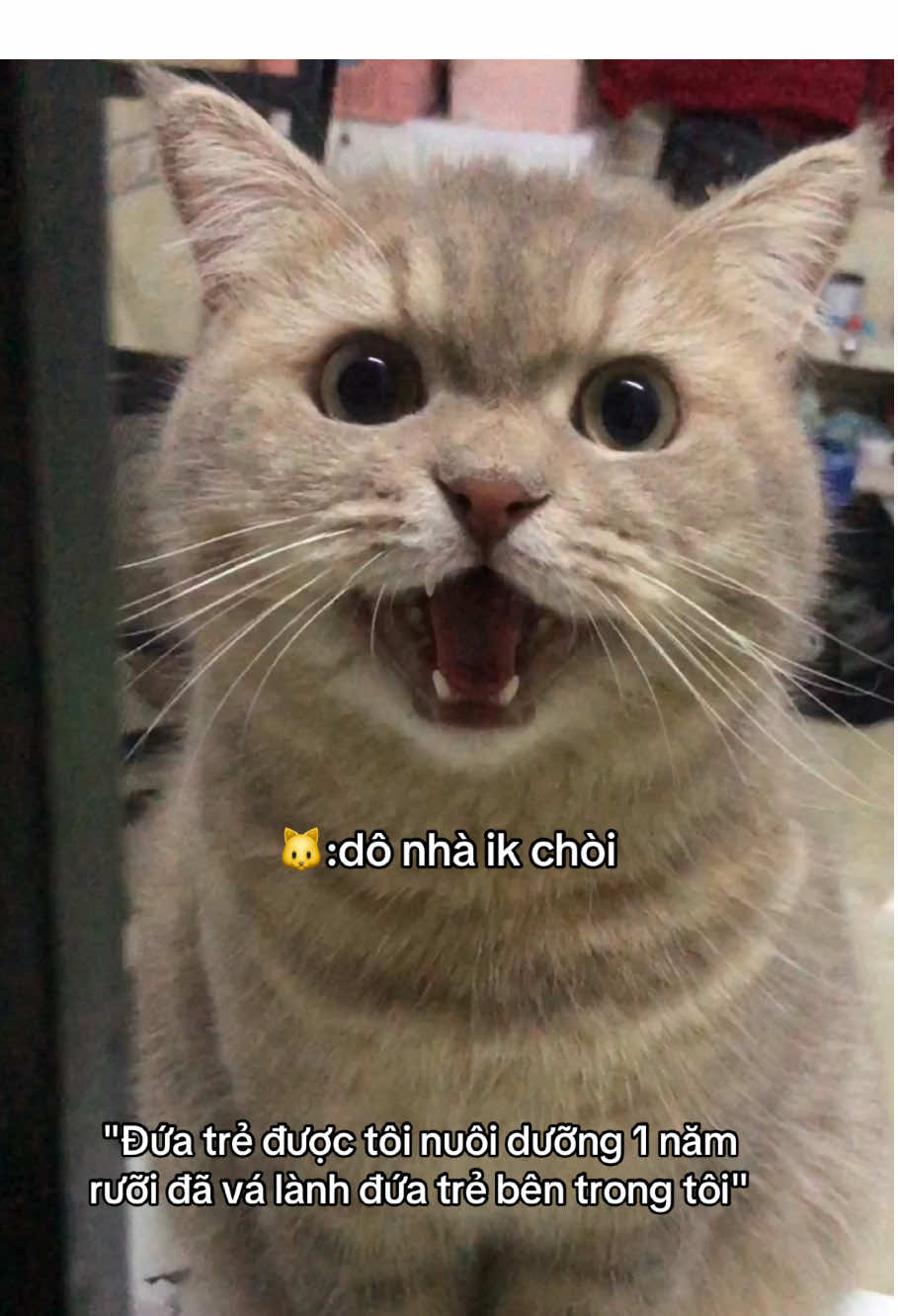 Ẻm dịu quá tr 🥰 #catlover #fypシ #trending #catsoftiktok #cutecat #emperi #perinotperry #yeumeo #healing #xh 