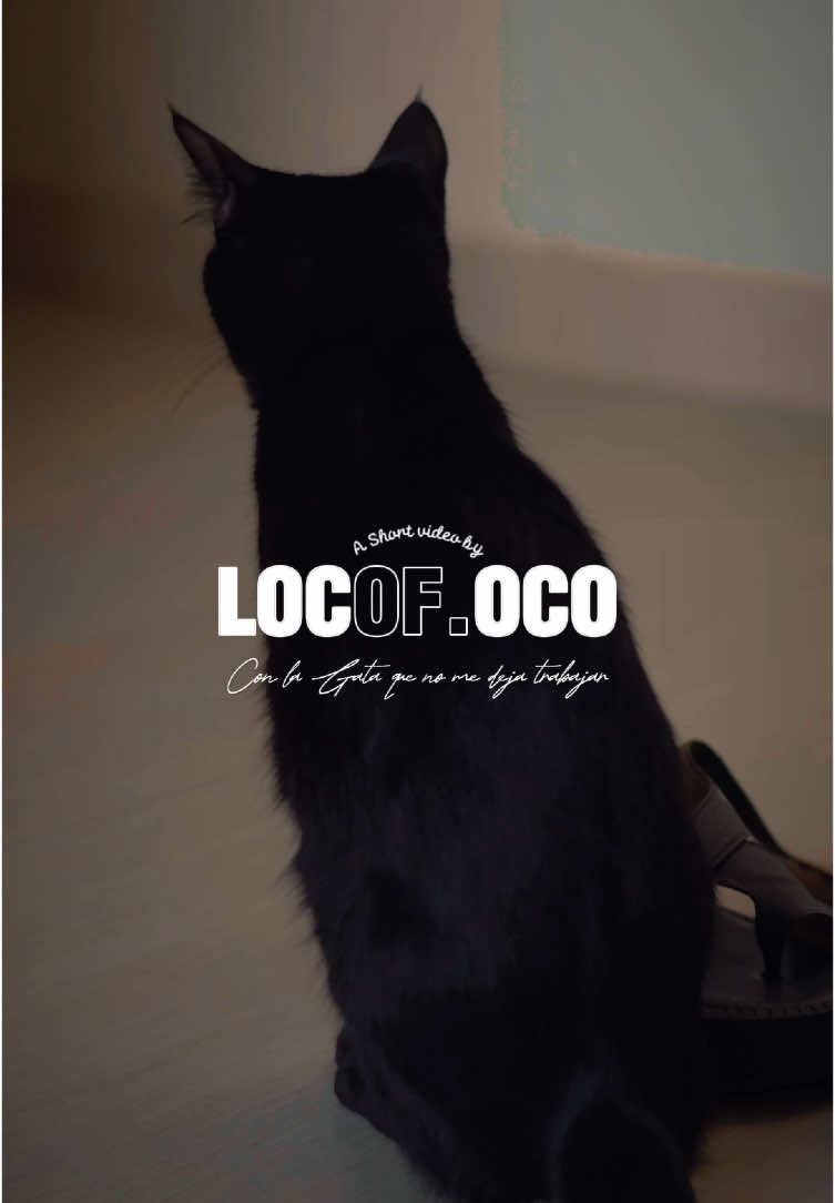 Como mi Gata “Pola” no me deja trabajar, me puse a grabarla hasta que me dejo en paz 🤣 #catcinematic #cinematography #catlover #R50 #CanonR50 #mirrorless #short @Danna Taborda 