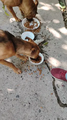 Ellos comen desesperadamente ya que es lo que más necesitan, alimento. #perros #calle #dogs #ElSalvador #ayudemos #comida#fyl 