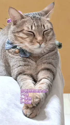 你聽到了什麼🤔？ #partybaby#party#cat#cattok#catfunny#catsoftiktok#cute#civet#kittycat#cutecat#fyp#pets#lucky#song#funny#funnycat#貓#貓咪#虎斑貓#萌寵#小可愛#可可愛愛#貍花貓#喵#喵喵 #哈基咪#虎斑