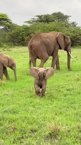 A mischievous baby elephant,just like a human kid😂#tiktok #fyp #foryou #cute #animals 