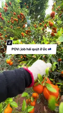#visa462 #fruitpicking POV một ngày làm việc của mình như nào. 🍊 Hái quýt ở Úc không chill tí nào, làm farm mà chill chill chắc không có tiền. 🥹🤣 #mandarinpicking #mildura #farm #lamfarmuc 