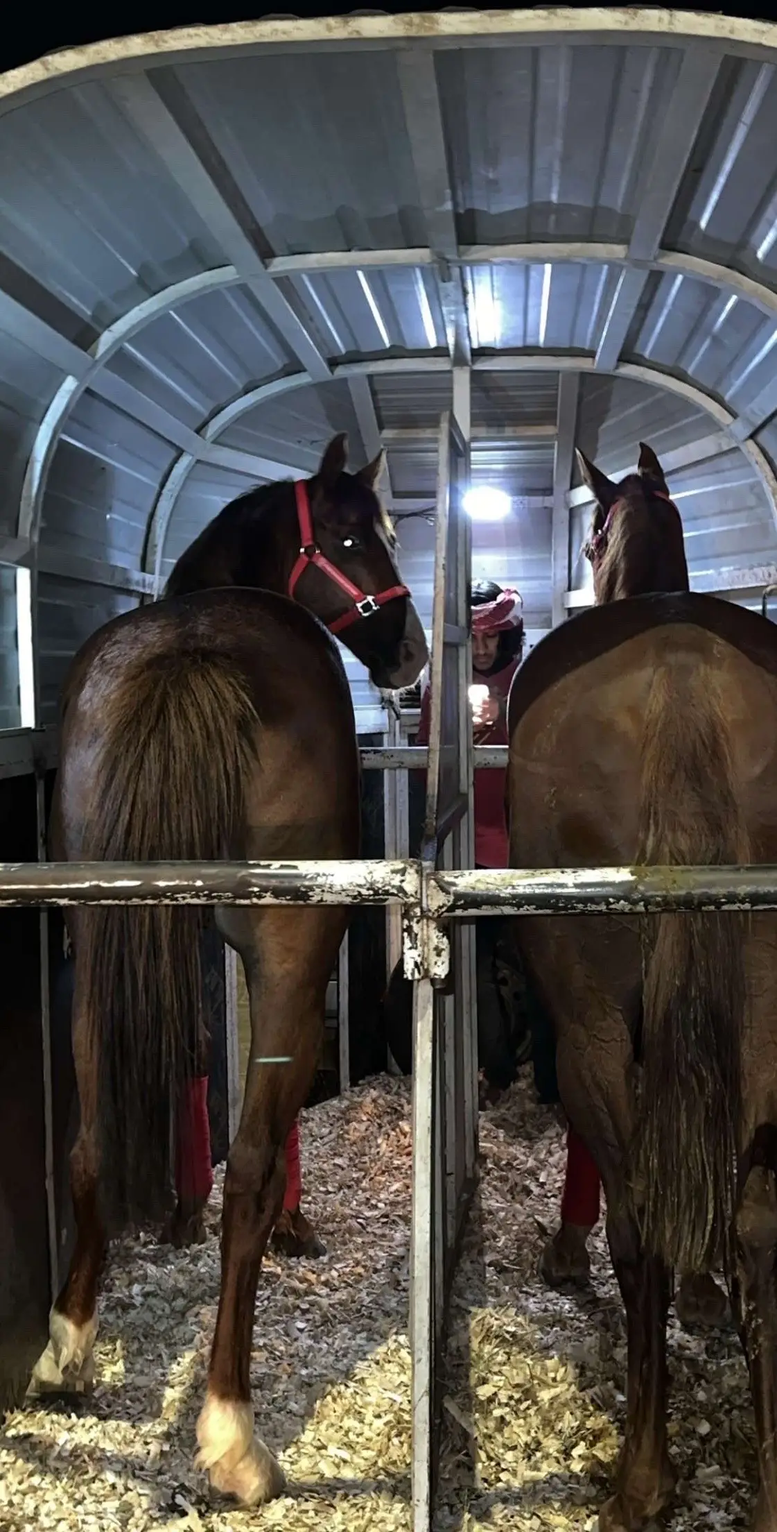 #ماشاءالله_تبارك_الله #مطفي😻🤎 #محبوب😻🤎 #تشغيل_خيول_السرعه🐴 #خيل_خط_سرعه🔥🛫 #خيل_وخياله🐎 #خيل_عربي_اصيل #خيل_وخياله🐎 #ترند_تيك_توك_جديد_اكسبلور❤️❤️ #اكسبلورexplore #المويلح_ضباء_تبوك_نيوم_الحويطات 