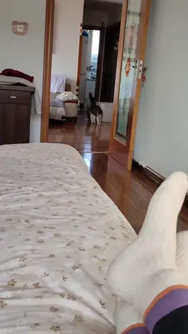 🐈 I'm coming！#fyp #catsoftiktok #kitty #catlover #cutecat #cats #funnyvideos #meow #kucing #PetsOfTikTok #funny #cute 