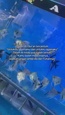 Sampe sini paham kan?🥀 #cintabedaagama #cintabedakeyakinan #agamaku #agamamu #ikanhias #sadvibes #estetik #storytime #gafypparah #estetikvibes #fypシ゚viral🖤tiktok #estetic #ldrjauhbanget #ldrjauhsekalee #senogafyp 