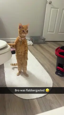 Cat's reaction to owner's bath#funnycats #funnyanimals #petvideos #cat #catsoftiktok #fyp #usa #longervideos