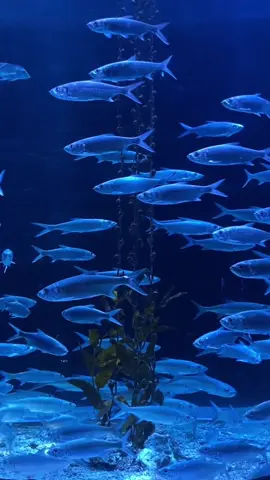 Blubub blubub 🐟🐠 #jakartaaquarium #fish #foryoupage #aquariumdate 