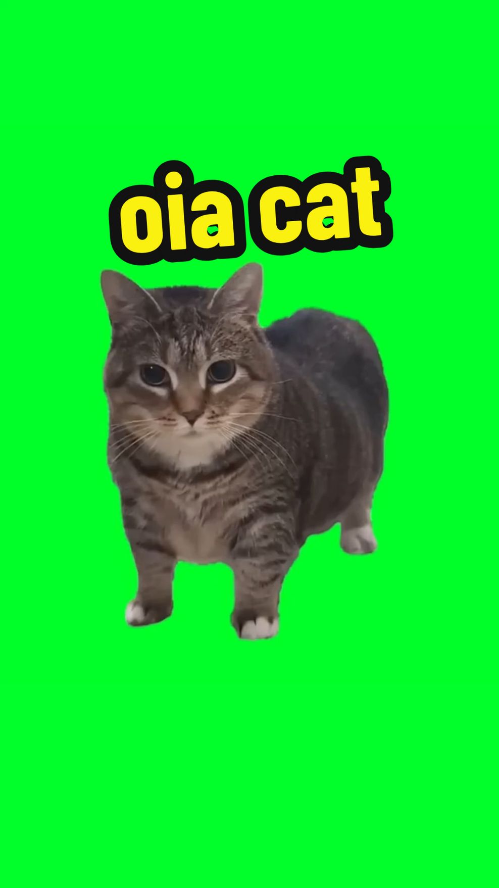 oia cat #greenscreenvideo #greenscreen #greenscreenchallenge #oiacat #foryou #pfy #fyp #greenscreeneffect 